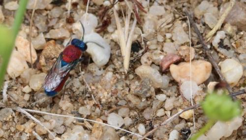 Réf. 296 533 : Chrysis chrysostigma